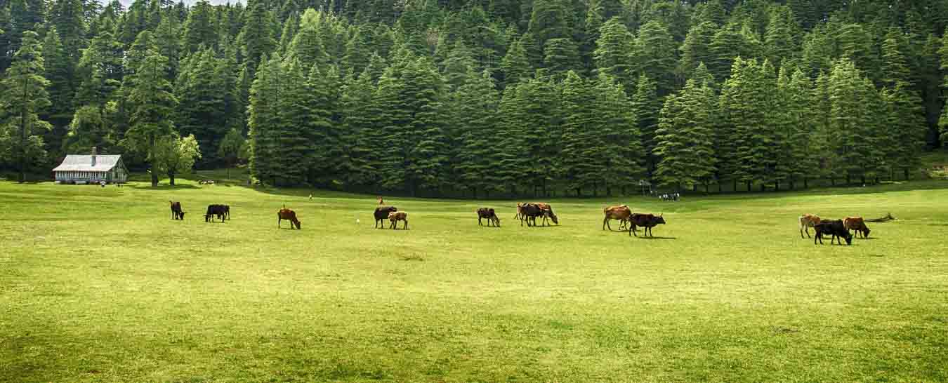 Warangal to kullu manali